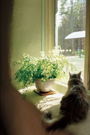 
Oakley, the cat, contemplates the outside world from the deep window sill created by the thick bales.
